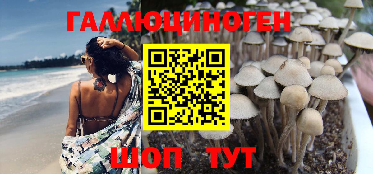 Псилоцибиновые грибы Magic Shrooms  где найти   Славгород  Вход с VPN  Псилоцибиновые грибы прущие грибы 